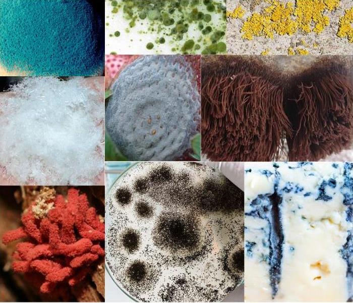 Assortment of mold in various colors